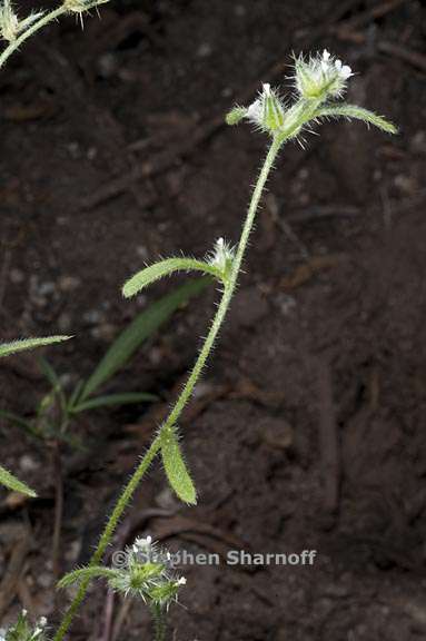 cryptantha echinella 3 graphic